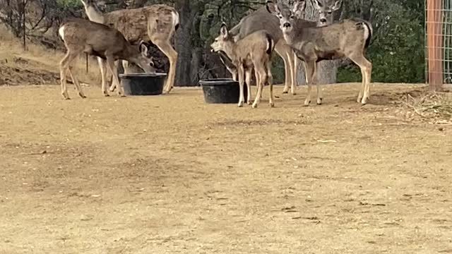 November at Quail Ravine in Keene, CA