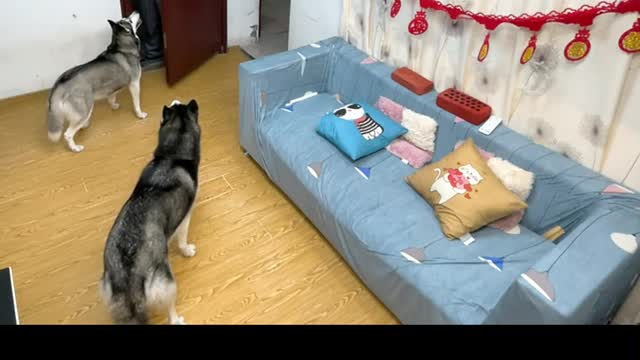 Strangers come to pick up the courier, two dogs are too smart