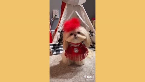 Funniest dogs.funny cute dogs in fashion show