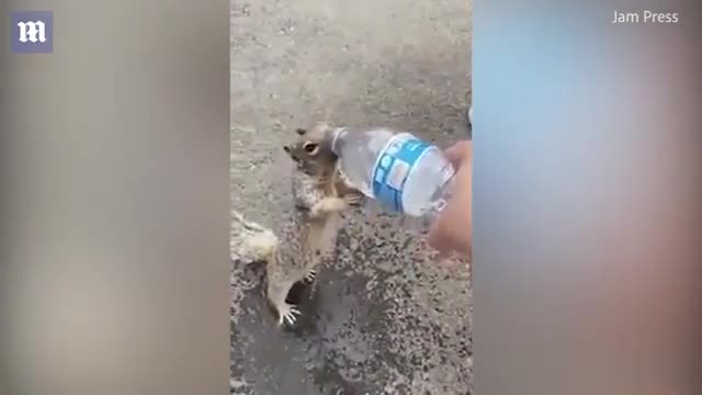 Thirsty Squirrel Grabs Some Water at the Grand Canyon