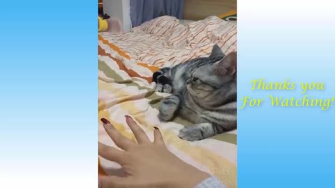 Funniest Animals - Best Of The 2021 Funny Animal Videos by Rohan