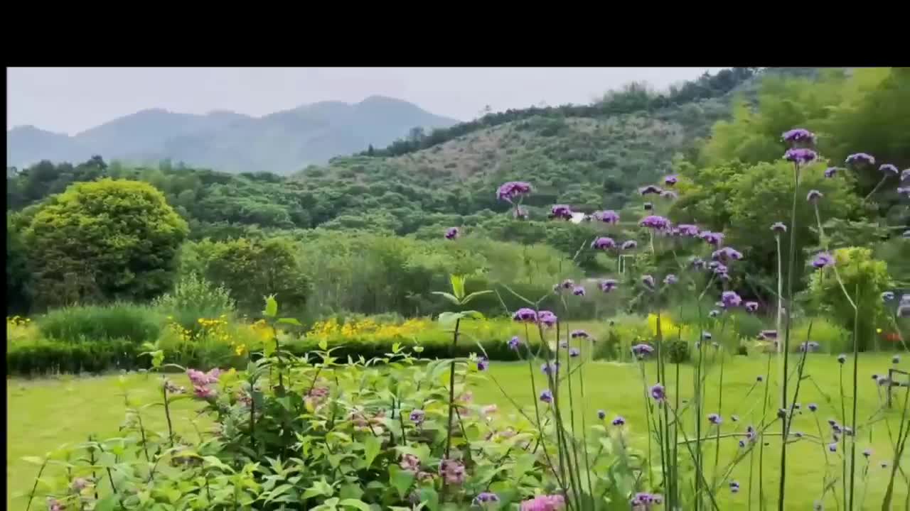 Butterfly and Verbena