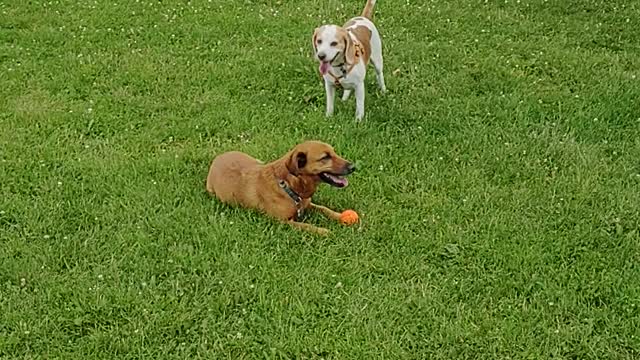 Yogi the ball thief