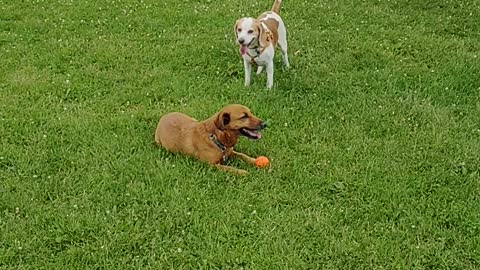 Yogi the ball thief