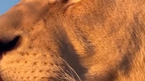 Very beautiful the lion #shorts #shortvideo #video #virals #videoviral