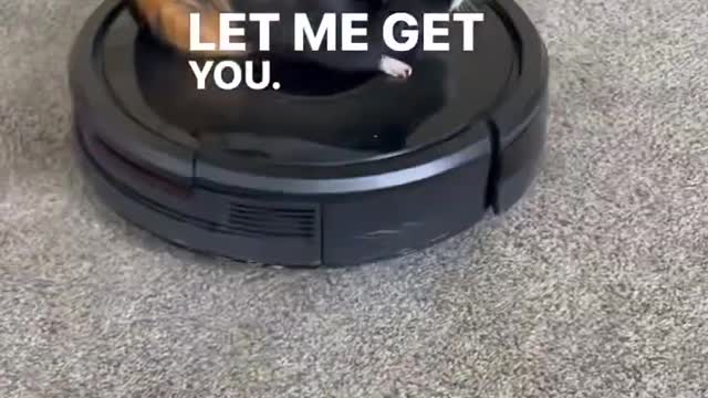 When a guinea pig thinks he’s cleaning