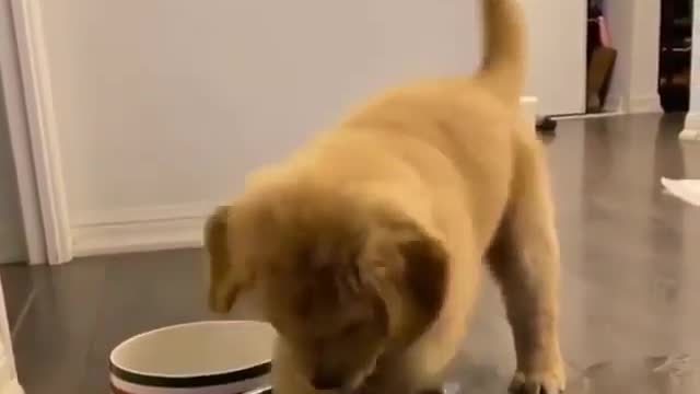 Cute puppy digs through water