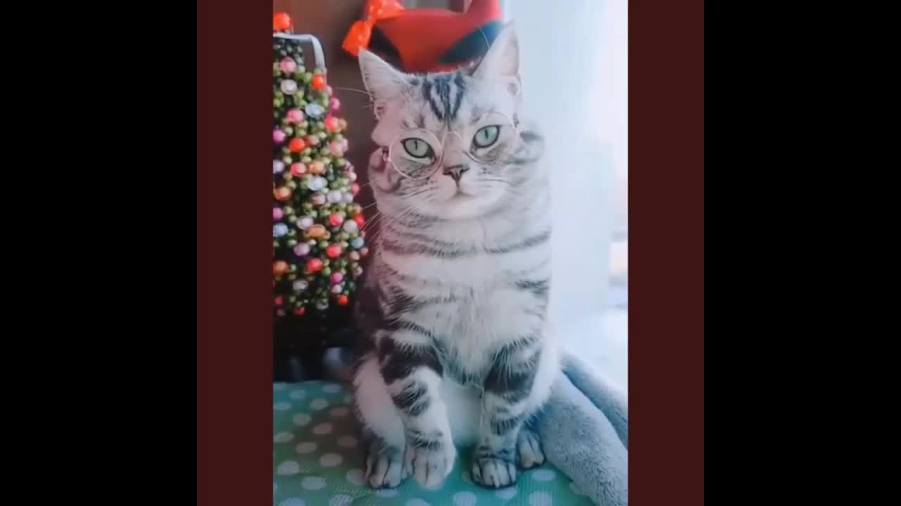 best cute funny cats