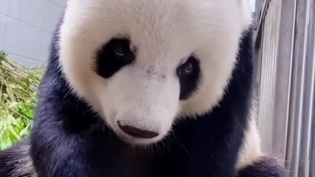 Bamboo eating giant pandas, super cute