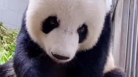 Bamboo eating giant pandas, super cute