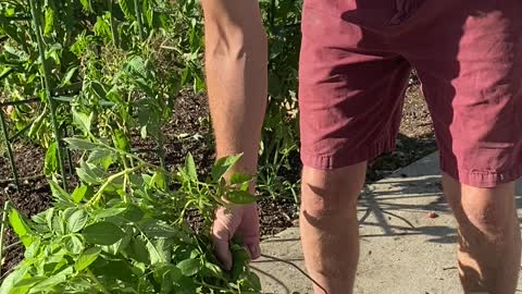 First potatoes ever, from a bucket