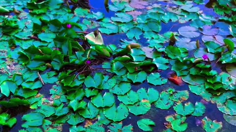 Nature beauty