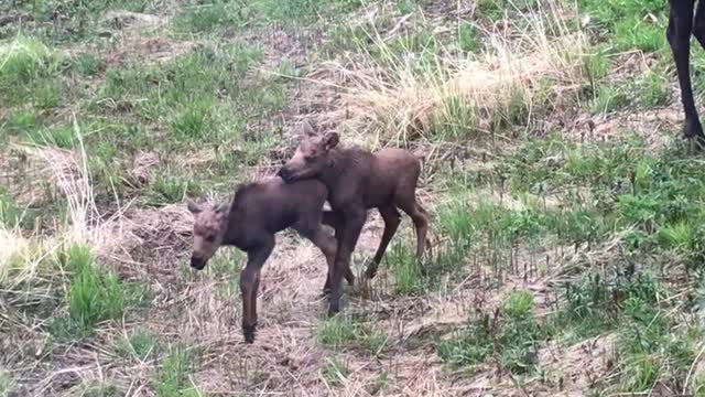 Twin Moose Playing in Yard