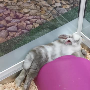 Bunny perfectly sploots on top of his best friend
