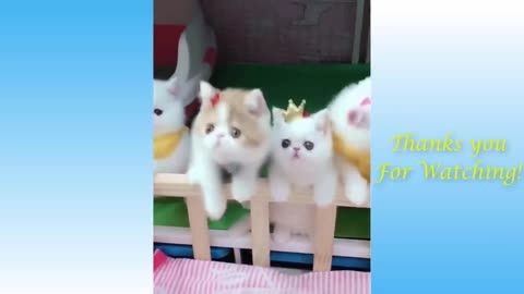 Gatinhos Muito Fofos Brincando