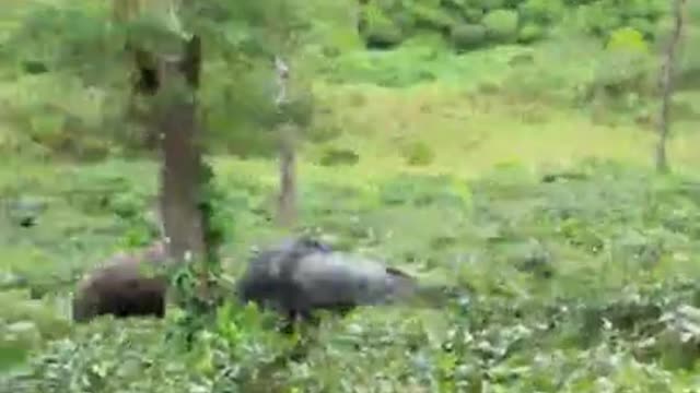 Indian Bison Filmed Fighting Over Territory In Tamil Nadu