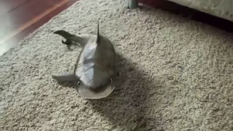 Cutest Baby Shark Happy Shark 2.0