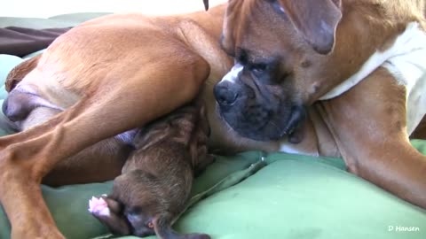 Amazing Boxer Puppy Birth
