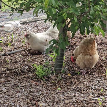 OMC! Three hens under an apple tree pecking & scratching for worms! #chickens #appletree #shorts