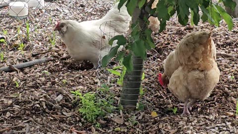 OMC! Three hens under an apple tree pecking & scratching for worms! #chickens #appletree #shorts