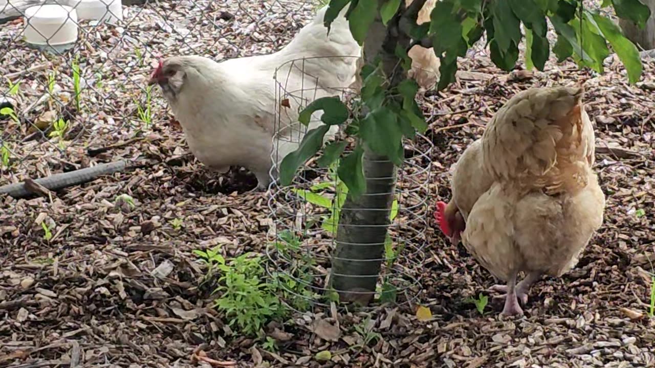 OMC! Three hens under an apple tree pecking & scratching for worms! #chickens #appletree #shorts