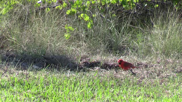 Cardinal couple gathering food for chicks