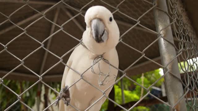 Closeup White Parrot in a Cage. Cockatoo. Slow Motion