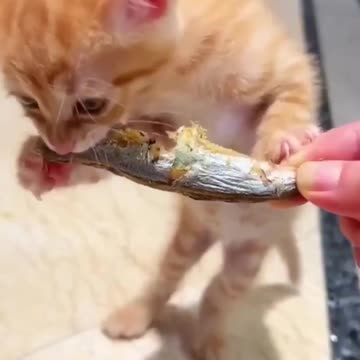 OMG So Cute Cat Video ❤ #cat #kittens #short
