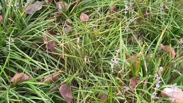 The flowers growing on the grass are very beautiful