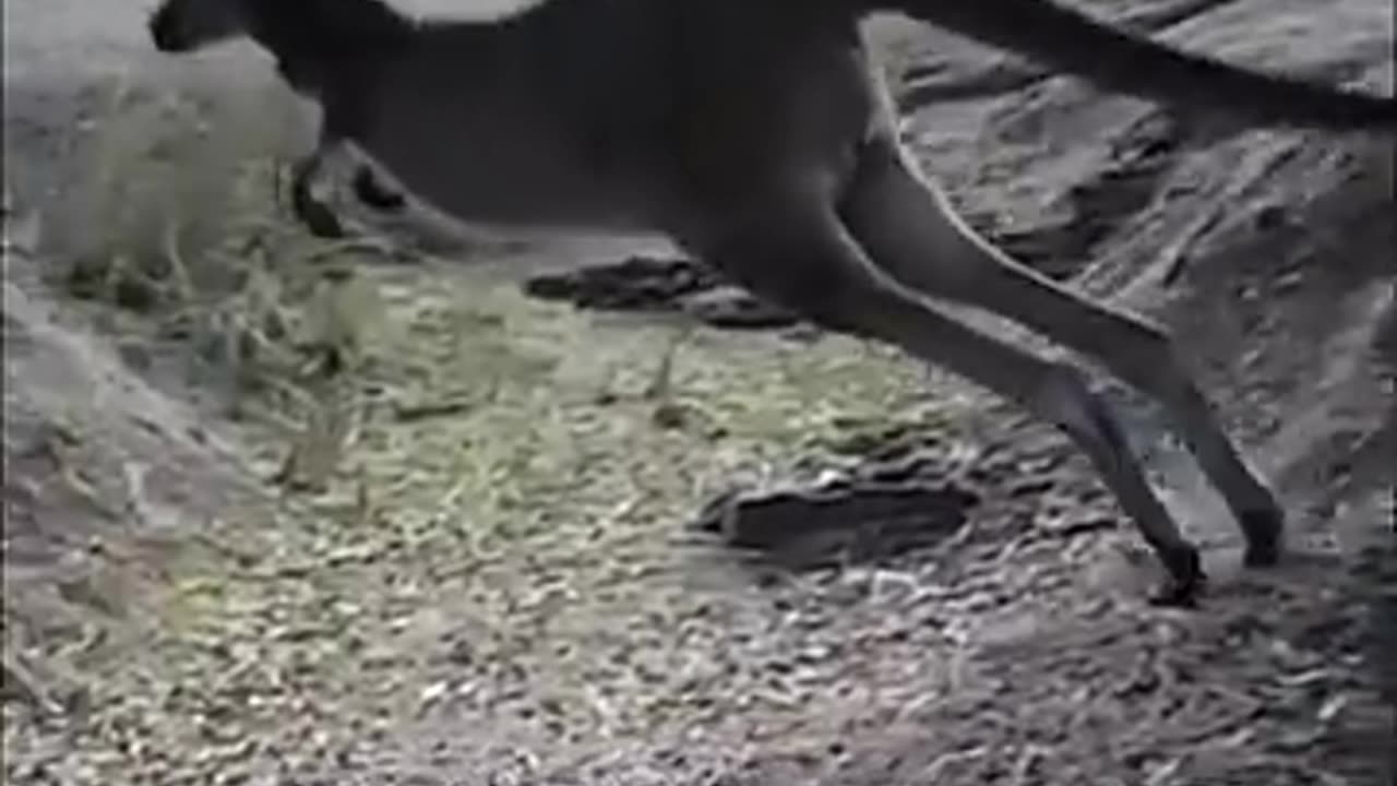 Kangaroo | The Buff Marsupial