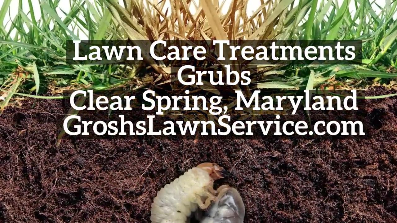 Grubs Clear Spring Maryland Lawn Care Treatments