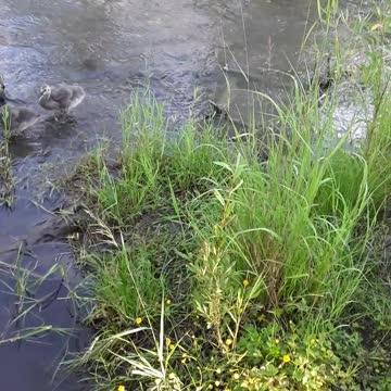 God loves the little babies and so do I, even the goslings.