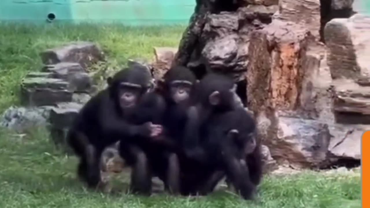 Chimpanzee Chain Reaction: Playtime Fun!