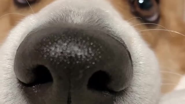 Play with my mobile phone and ignore my dog