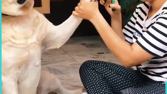 Dramatic Dogs। Cute Dogs। Funny Dogs । Lovely Funny Dogs