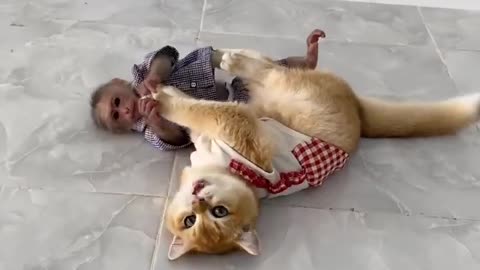 A cat play with monkey.