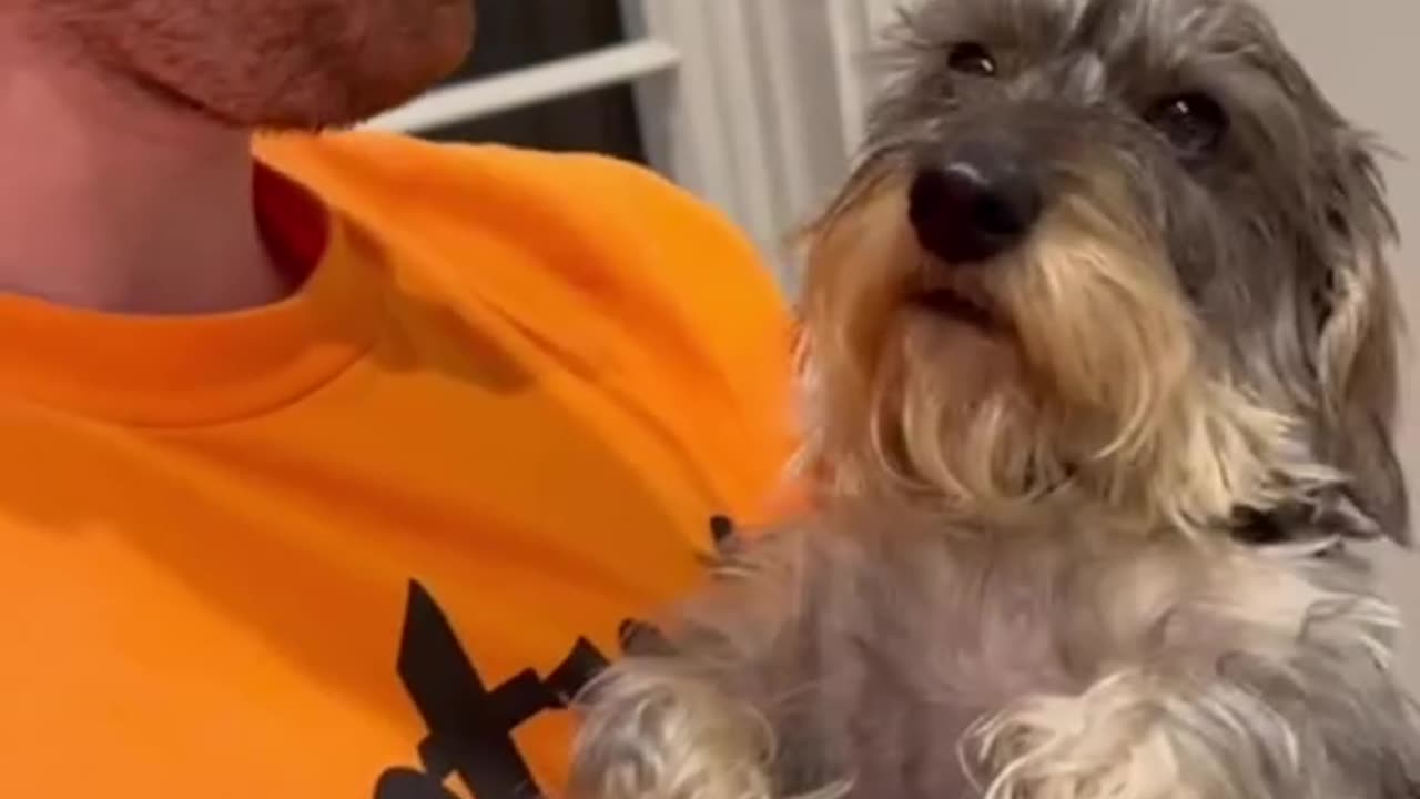 STAN THE HOT DAWG #2