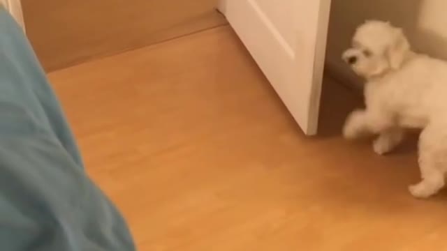 Smart Dog Training Video 🐶 | Dog Training Tricks 🐕 | Dog Training 🐾 |