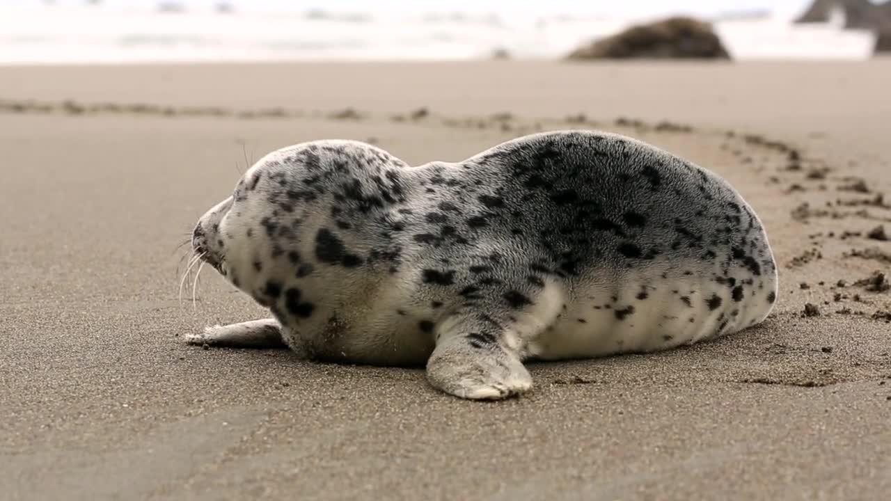 baby seal lion