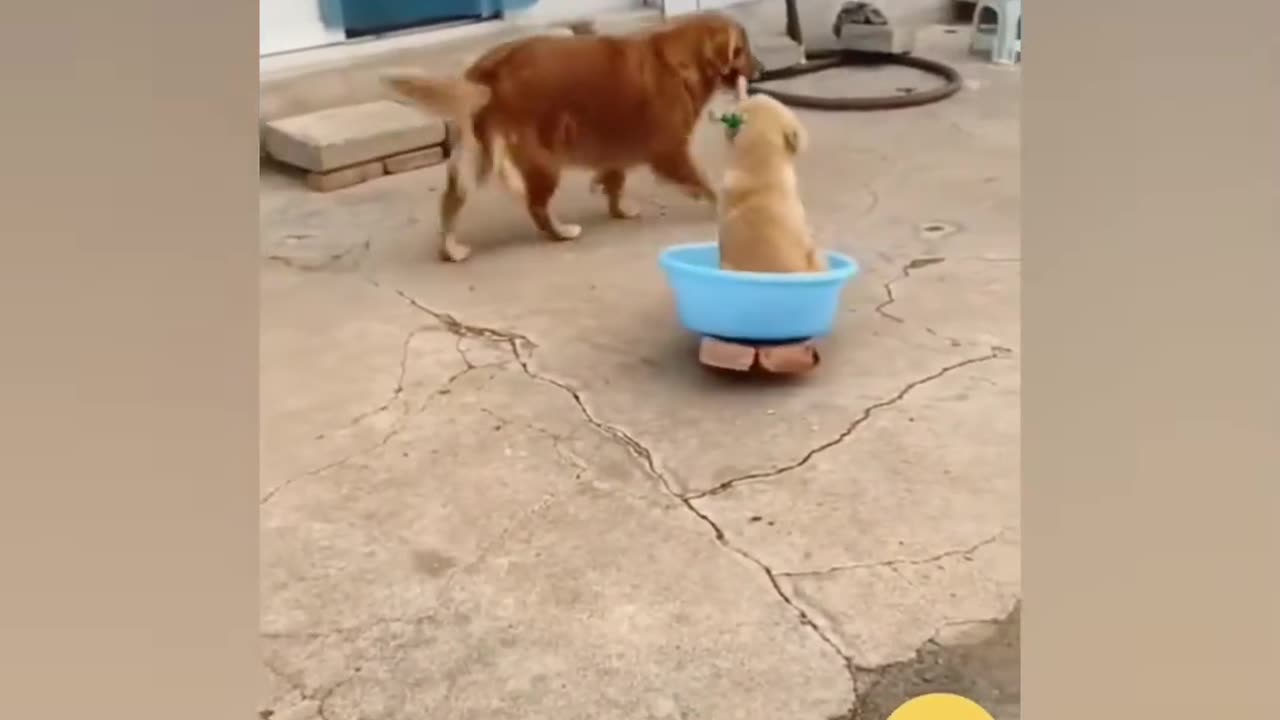 Funny Animals