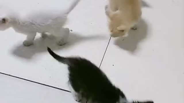 The kitten is so Healing -funny video