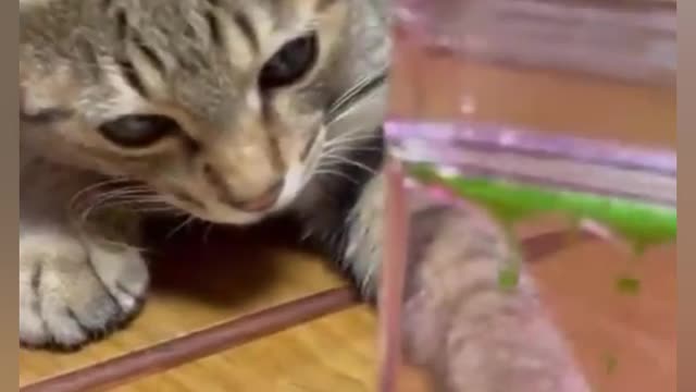 Try not to laugh | Cat fun