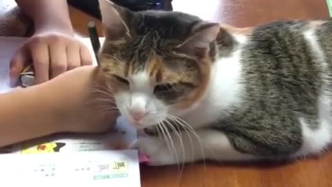 pet me please PET ME PLEASE 🥰🥰🥰|CATMINIA