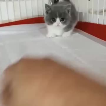 Cute little playing
