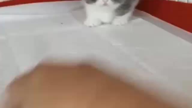 Cute little playing