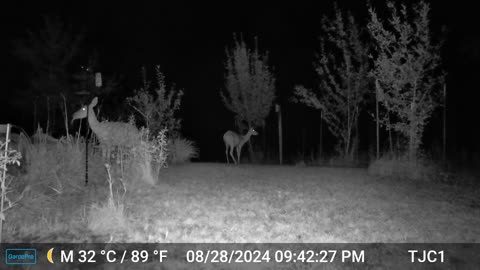 Deer Eating Lilies