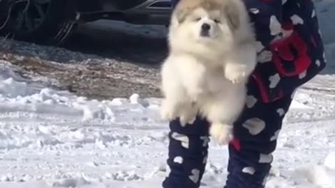 Very funny dog