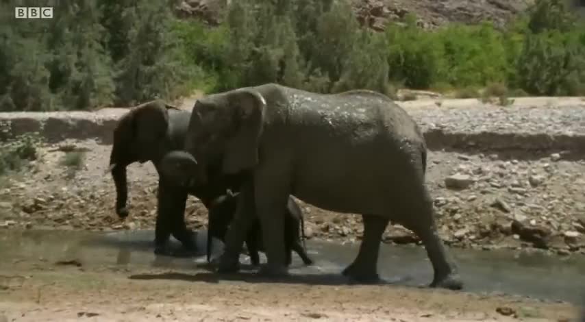 Baby Elephant's Struggle to Survive (Part 3) | Elephant Nomads of the Namib Desert | BBC Earth