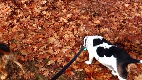 Clarabelle and Bandit