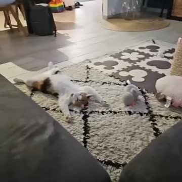 #viral cats and dogs 2023 video